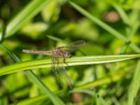 Blutrote Heidelibelle Weibchen